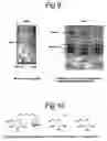 Fig. 08 - Use of a deoxynojirimycin derivative or a pharmaceutically salt thereof