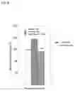 Fig. 06 - Agent for Preventing Metabolic Syndrome