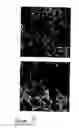 Fig. 08 - Porous material and method of production thereof