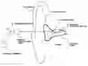 Fig. 01 - Organism information detection device and sphygmomanometer
