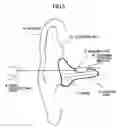 Fig. 06 - Organism information detection device and sphygmomanometer