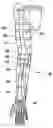 Fig. 01 - Method for physiological volume measurement and analysis for body volume visualization