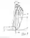 Fig. 02 - Below-knee orthosis