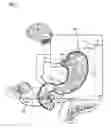 Fig. 02 - Pancreatitis treatment