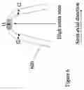 Fig. 07 - Polymeric stent having modified molecular structures in the flexible connections