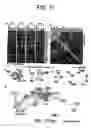 Fig. 12 - Methods for analysis of biological dataset profiles