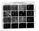Fig. 01 - Transgenic rats and spermatogonial stem cells