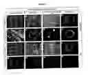 Fig. 02 - Transgenic rats and spermatogonial stem cells