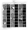 Fig. 03 - Transgenic rats and spermatogonial stem cells