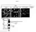 Fig. 04 - Transgenic rats and spermatogonial stem cells