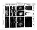 Fig. 05 - Transgenic rats and spermatogonial stem cells