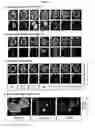 Fig. 07 - Transgenic rats and spermatogonial stem cells