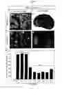 Fig. 08 - Transgenic rats and spermatogonial stem cells