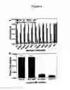 Fig. 09 - Transgenic rats and spermatogonial stem cells
