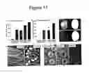 Fig. 12 - Transgenic rats and spermatogonial stem cells