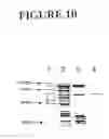 Fig. 11 - Genes encoding several poly (ADP-ribose) glycohydrolase (PARG) enzymes, the proteins and fragments thereof, and antibodies immunoreactive therewith