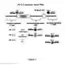 Fig. 02 - Development of novel germplasm using segregates from transgenic crosses