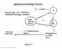 Fig. 03 - Development of novel germplasm using segregates from transgenic crosses