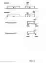 Fig. 03 - Expression of a recombinant transgene