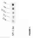 Fig. 02 - Early-inflorescence-preferred regulatory elements and uses thereof