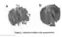 Fig. 03 - Nucleic acids and methods for producing seeds with a full diploid complement of the maternal genome in the embryo