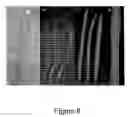 Fig. 09 - Nucleic acids and methods for producing seeds with a full diploid complement of the maternal genome in the embryo