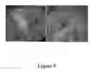 Fig. 10 - Nucleic acids and methods for producing seeds with a full diploid complement of the maternal genome in the embryo