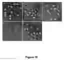 Fig. 11 - Nucleic acids and methods for producing seeds with a full diploid complement of the maternal genome in the embryo