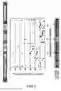 Fig. 02 - Method of accumulating allergen-specific t cell antigen determinant in plant and plant having the antigen determinant accumulated therein