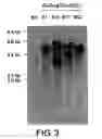 Fig. 04 - Method of accumulating allergen-specific t cell antigen determinant in plant and plant having the antigen determinant accumulated therein