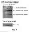 Fig. 05 - Method of accumulating allergen-specific t cell antigen determinant in plant and plant having the antigen determinant accumulated therein