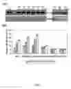 Fig. 03 - Nucleic acid molecules encoding hyperactive nucleoside di-phosphate kinase 2 and uses thereof