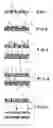 Fig. 02 - Integration of functional layers in or on transparent plastic parts for vehicle manufacture