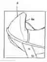 Fig. 01 - Saddles