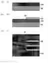 Fig. 03 - Optical transmission substrate, method for manufacturing optical transmission substrate and optoelectronic integrated circuit