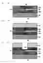 Fig. 06 - Optical transmission substrate, method for manufacturing optical transmission substrate and optoelectronic integrated circuit