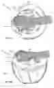Fig. 13 - Salad spinner