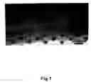 Fig. 02 - Self-assembled nanostructures
