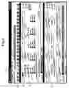 Fig. 05 - Animal identification band generator apparatus and method