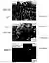 Fig. 07 - Magnetic alloy material and method of making the magnetic alloy material