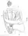 Fig. 17 - Digital image capturing and processing system employing an area-type image sensing array exposed to narrow-band illumination from a narrow-band illumination subsystem for a time duration controlled using a photodetector operated independently from said area-type image sensing array