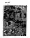 Fig. 18 - Ternary oxide nanostructures and methods of making same