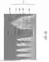Fig. 31 - Pitch reduced patterns relative to photolithography features