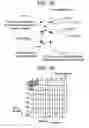 Fig. 24 - X-RAY CT IMAGING METHOD AND X-RAY CT APPARATUS