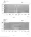 Fig. 04 - Method and apparatus for pulse generation and adaptive pulse generation for optical communications