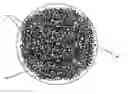 Fig. 01 - Dispersed growth of nanotubes on a substrate