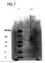 Fig. 36 - Method for accelerating the rate of mucociliary clearance