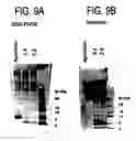 Fig. 38 - Method for accelerating the rate of mucociliary clearance