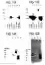 Fig. 40 - Method for accelerating the rate of mucociliary clearance
