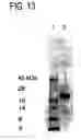 Fig. 41 - Method for accelerating the rate of mucociliary clearance